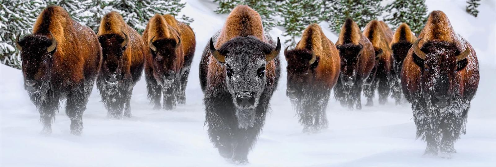 Group of bison walking through a snowy landscape